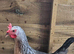 Laying Hens