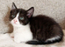 Beautiful kittens