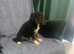 Ready now - Blue Merle Collie X Lurcher puppies