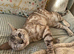 Silver female bengal kitten