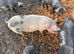 Quality Saddleback &times; Pietrain Weaners for Sale in Sussex only &pound;75 Each