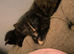 Female 12 week old kitten ready to rehome