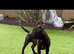 11 month old Staffy bitch kc reg
