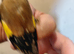 1 pair goldfinchs for sale 2025