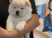 Chow chow baby girl