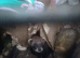 EU x Polecat ferret kits