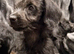 Doxiepoo puppies- available now