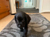 Cocker spaniel puppy's