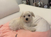 Maltipoo tea cup
