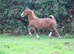 Stunning chestnut colt
