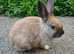 Mini rex bunny