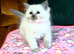 Ragdoll Kittens