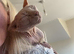 Beautiful female Sphynx cat