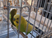Budgies