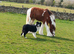 Kids best friend