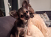 Beautiful Chihuhua