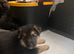 ️ Family Raised ️ Straight Backed German Shepherd Puppies