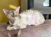 Beautiful 5 Year Old Devon Rex Female – Retired Breeding Queen