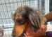Last 1!! Long haired dachshund puppies