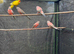Lineolated Parakeets