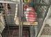 Male galah cockatoo for sale