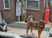 Rescue dogs searching for their furever homes