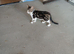 7 baby kitten