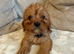 F1 Cavapoo Puppies for sale