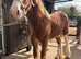 Gorgeous Chestnut Colt