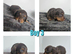 4 mini dachshund longhair puppys