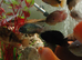 2 Catfish sydontis x Black yellow spotted plec new waters