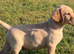 Labrador puppies