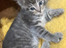Siberian kittens