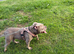 Staffy cross pocket bully re homing