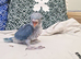 Hand Rearing Blue Ringneck