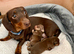Stunning Purebred Miniature Dachshund Puppies - Chocolate & Tan Parents