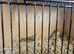 Pairs off star finches