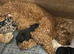Cavapoo pups for sale