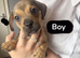 Dachshund cross jack russell puppies
