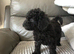 Stunning toy poodles
