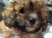 2 female zuchon puppys