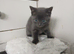Kitten needing forever loving home
