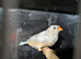 Orange breasted black breasted Isabel hen