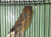 Yorkshire canary