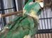 Kakarike Cock