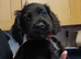 Cocker spaniel 2 black boys ready to leave