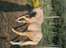 Palomino Welsh Pony colt