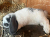 Beautiful Mini Lop Kits