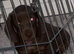 10 week old dachshund boy