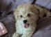 Chorkie puppies for sale